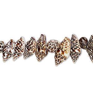 Bead, nassa tiger shell (natural), 9x6mm-12x6mm shell, Mohs hardness 3-1/2. Sold per 15-1/2&quot; to 16&quot; strand.