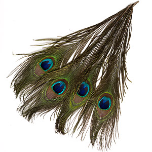 Feather, peacock (natural), 8-15 inches with natural eye. Sold per pkg 4.